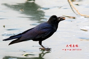 鸟——京城再拍【大嘴乌鸦】