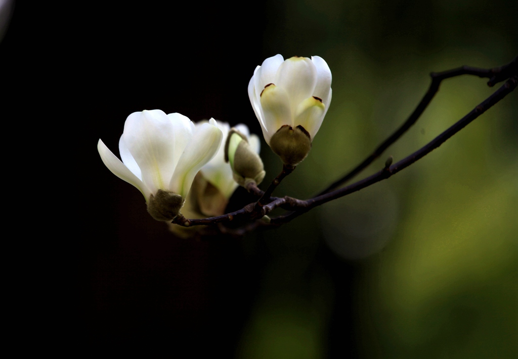 玉兰迎春花盛开