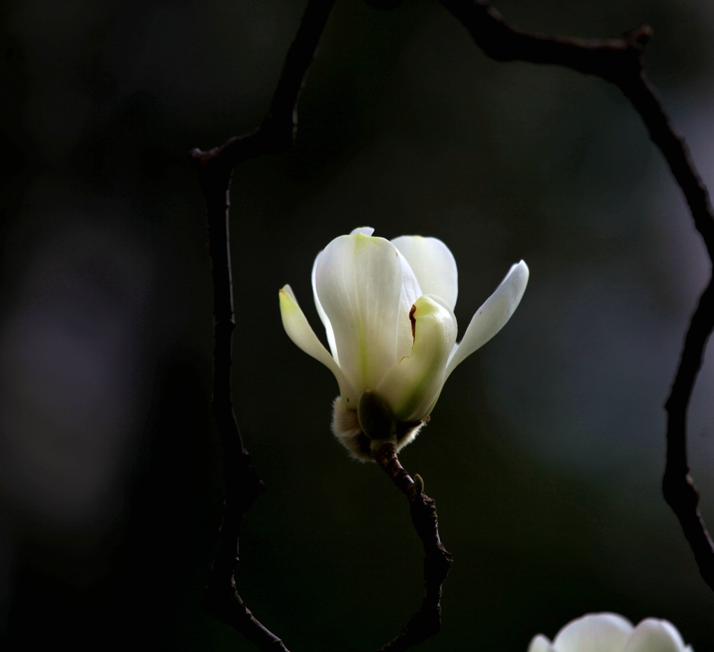 玉兰迎春花盛开