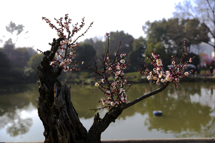 古桩盆景《梅花》