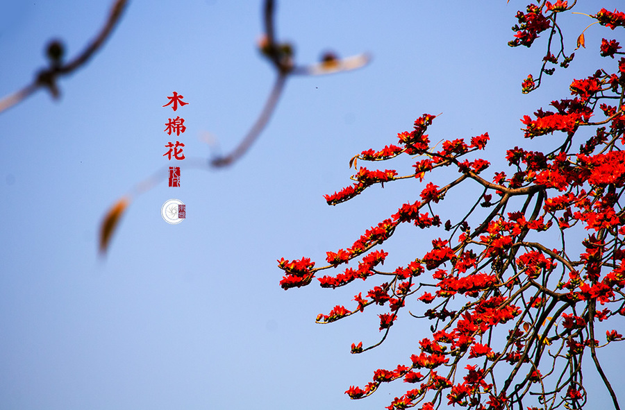 英雄树 木棉花