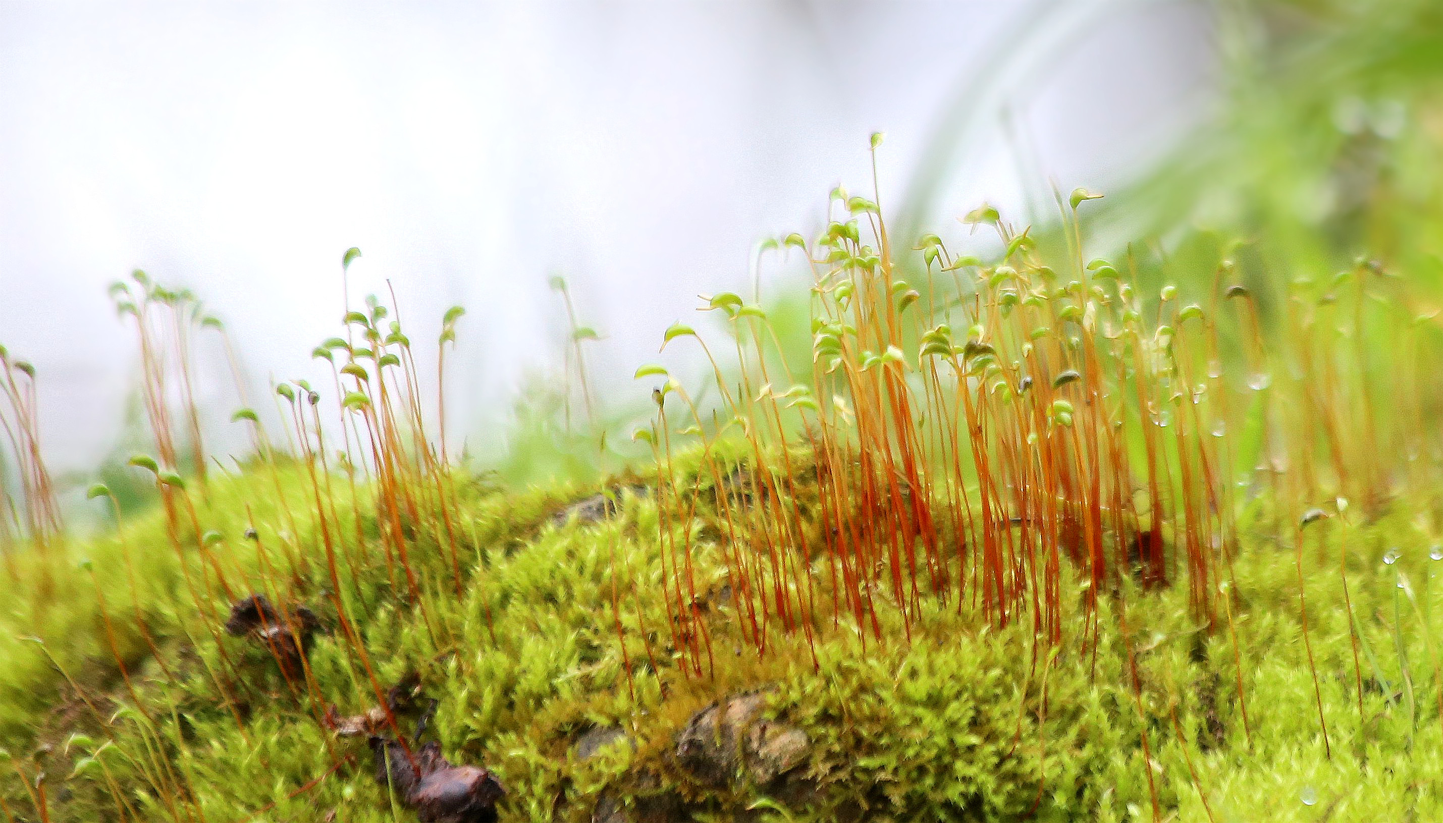 苔藓植物1