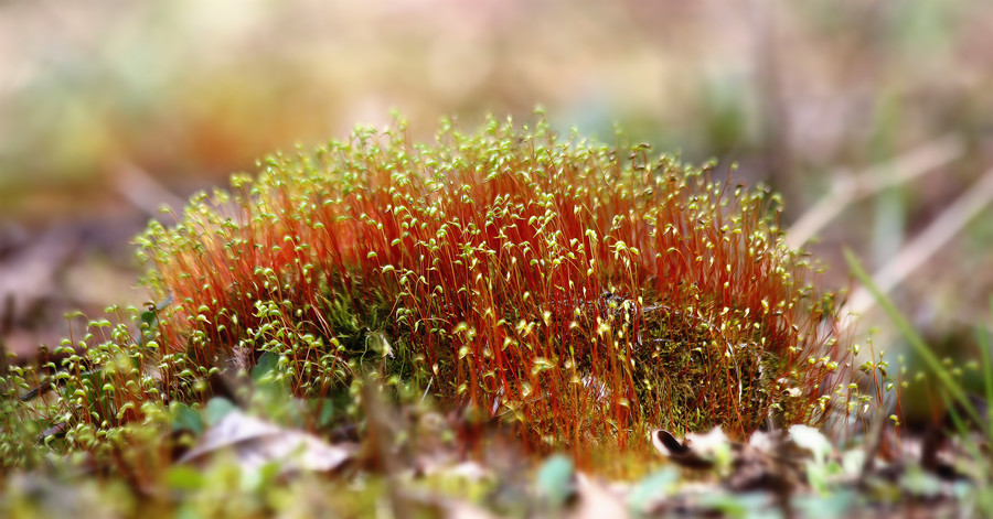 【苔藓植物1摄影图片】生态摄影