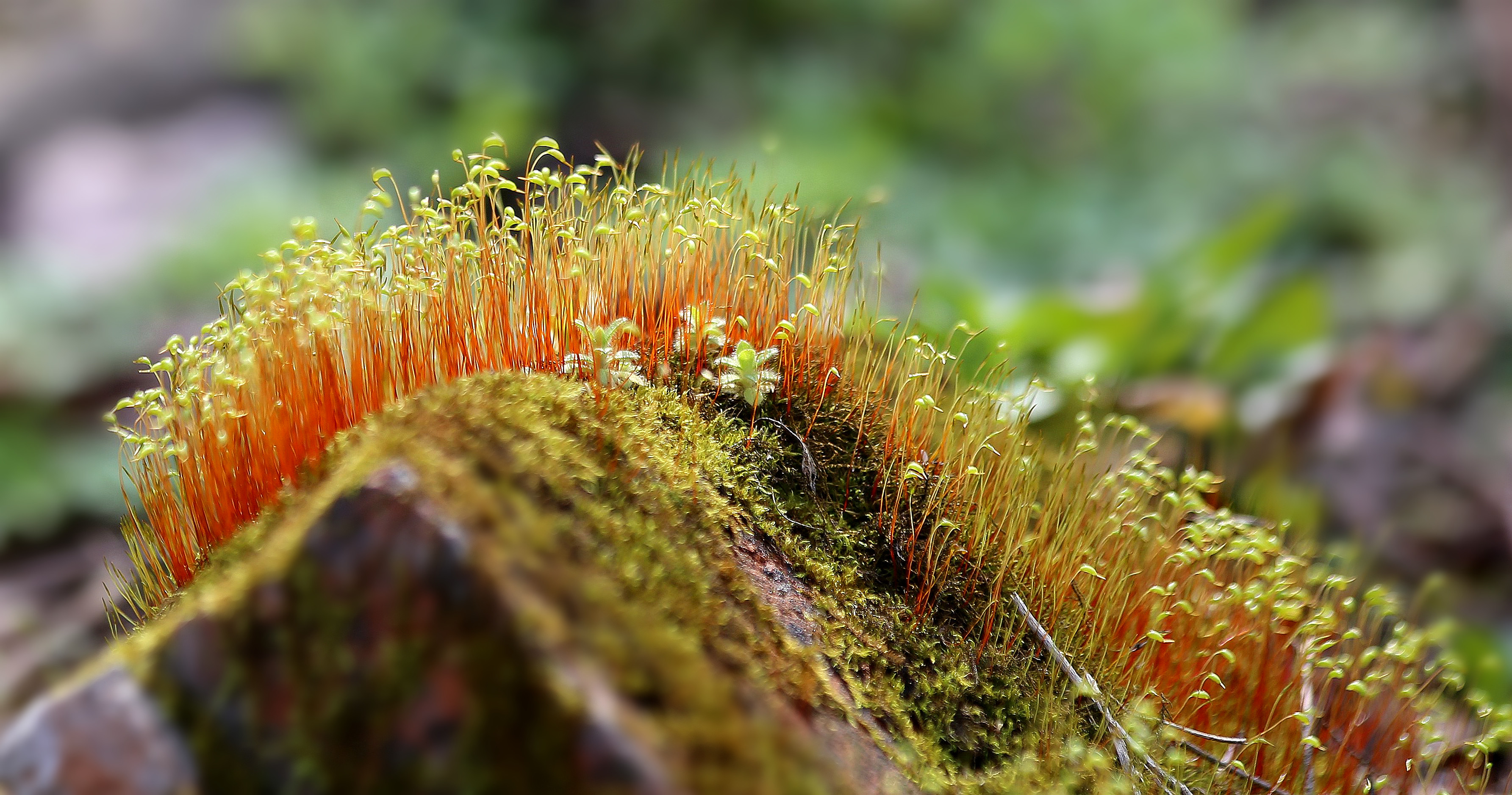 苔藓植物1