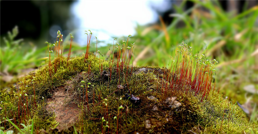 苔藓植物1