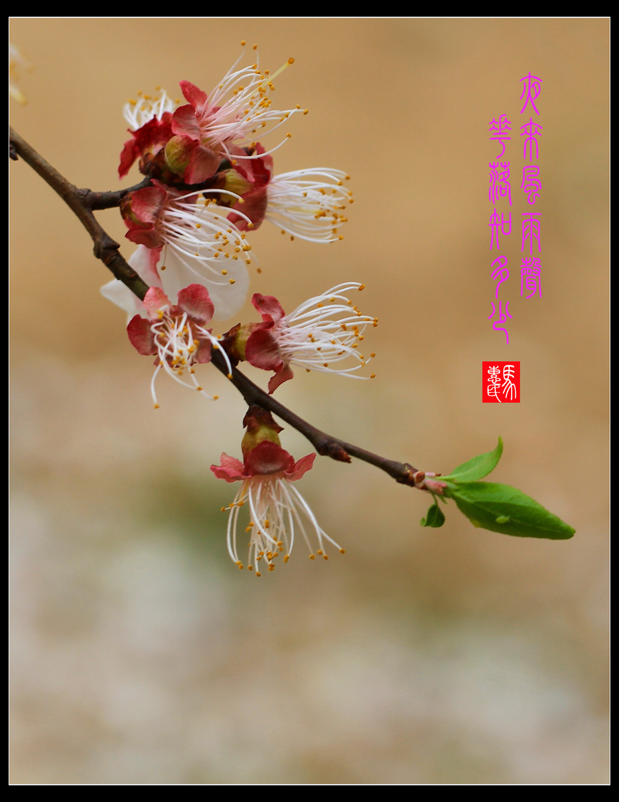 夜来风雨声,花落知多少