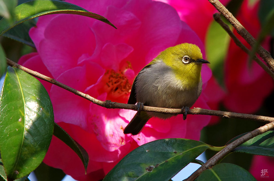 花鸟