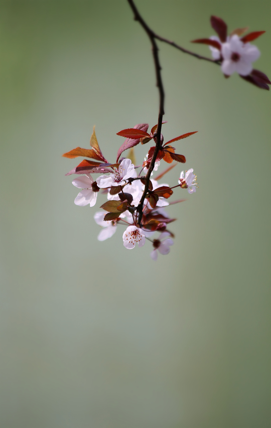 春花:红叶李