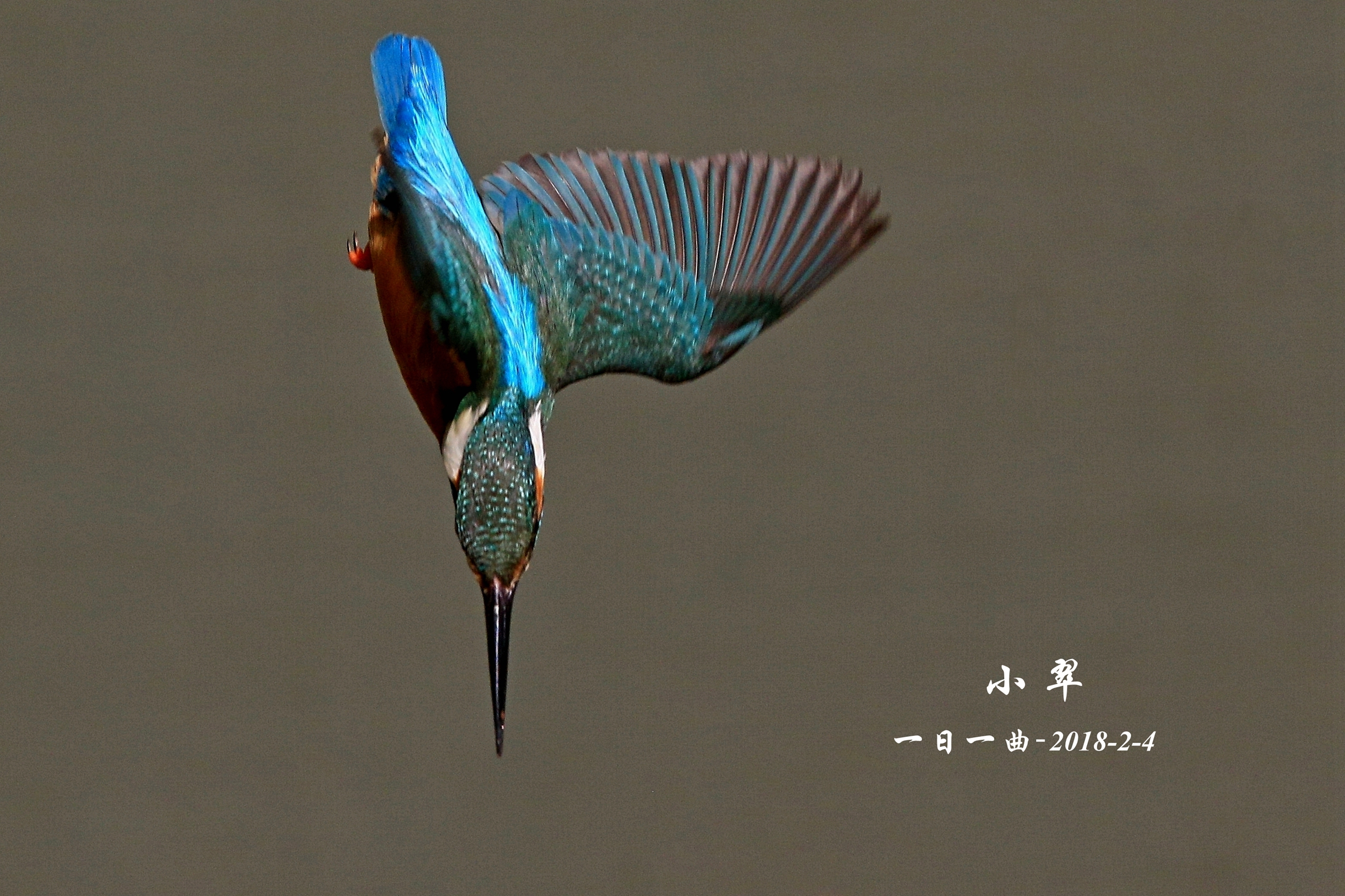 鸟京城再拍小翠