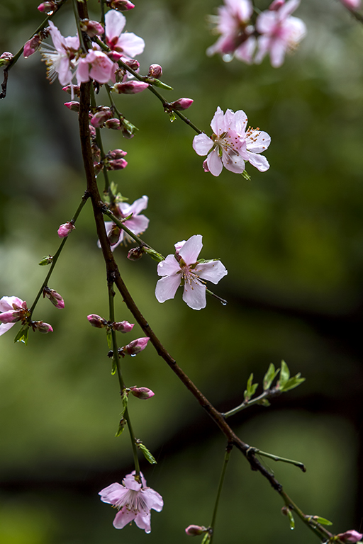 春分·雨中桃花