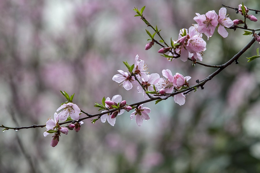 春分·雨中桃花