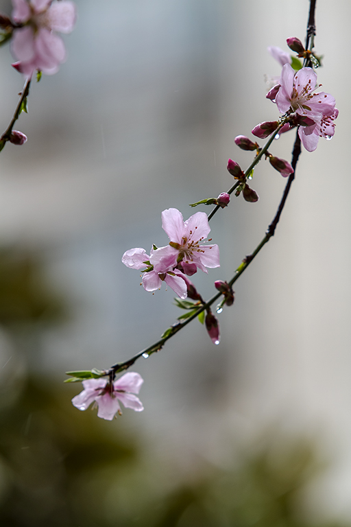 【春分·雨中桃花摄影图片】生态摄影_qz30825918_网