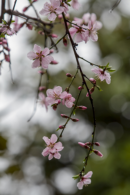【春分·雨中桃花摄影图片】生态摄影_qz30825918_网