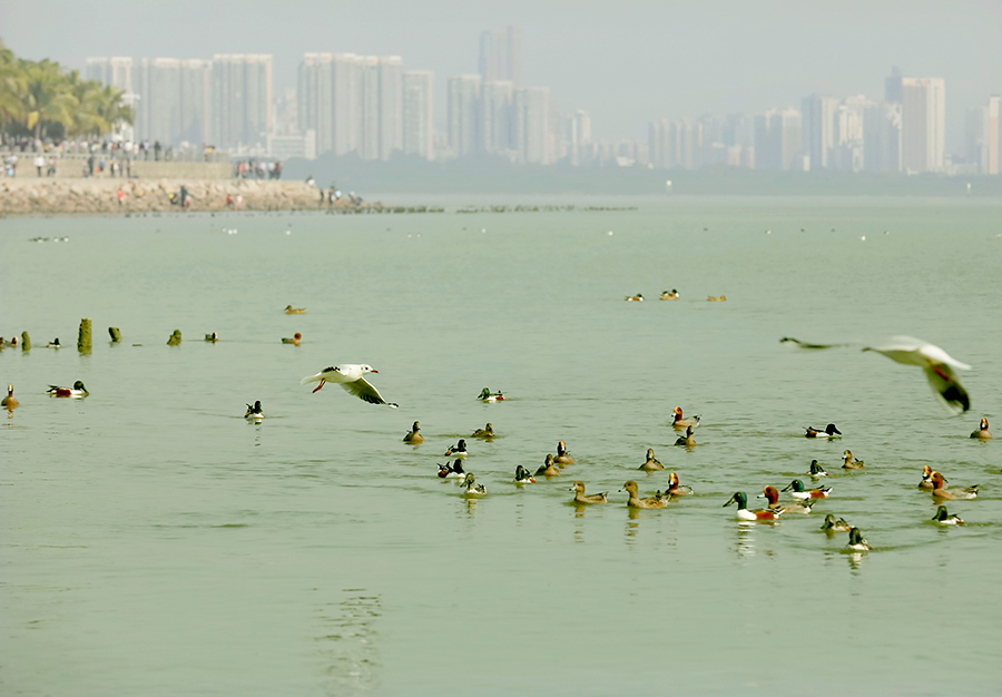 生态深圳湾