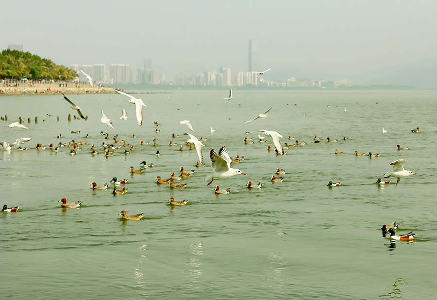 生态深圳湾