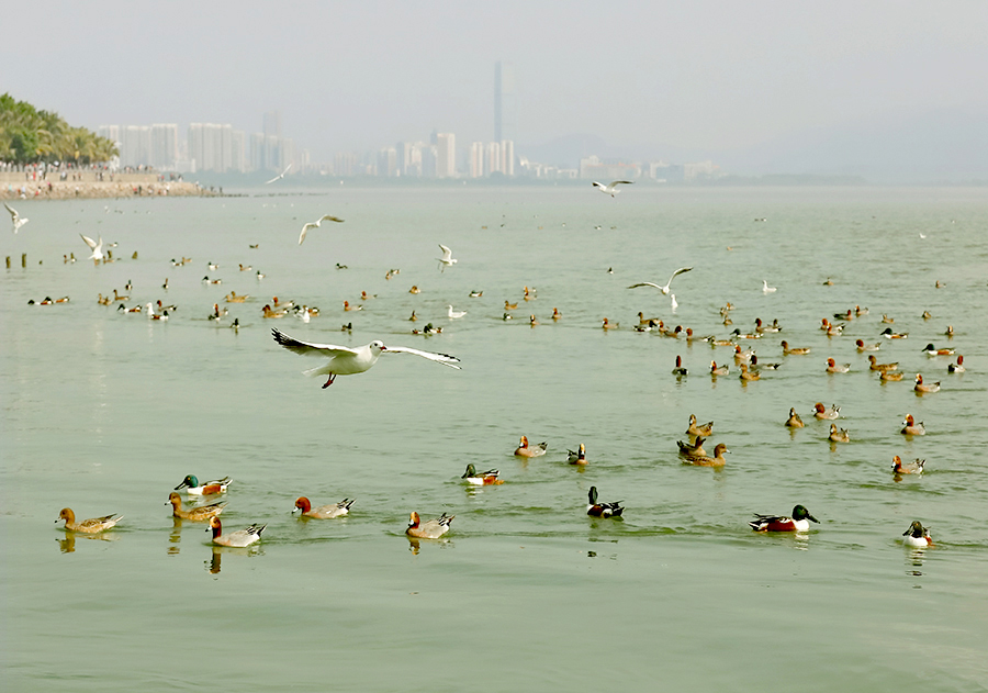 生态深圳湾