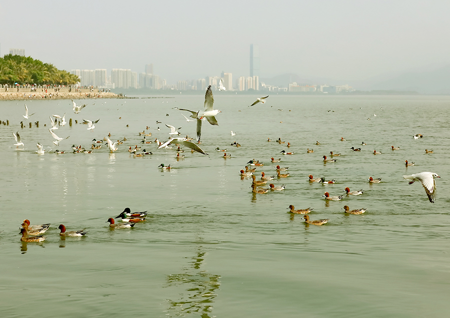 生态深圳湾