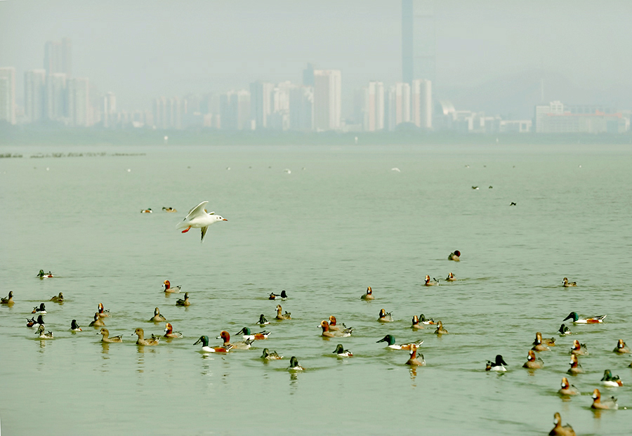 生态深圳湾