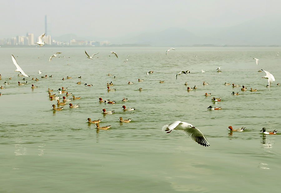 生态深圳湾