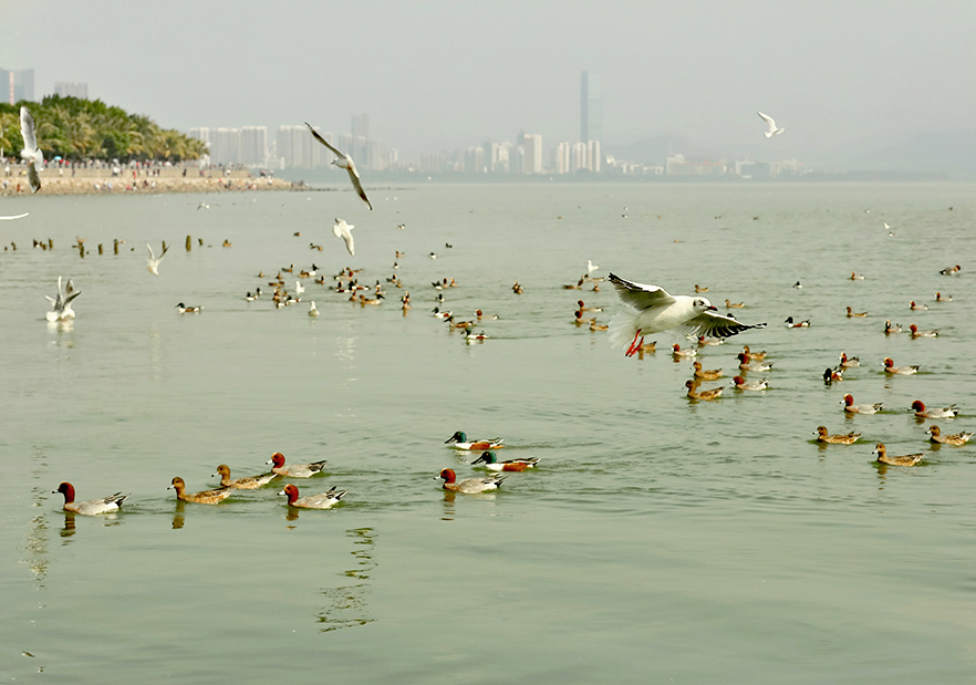 生态深圳湾