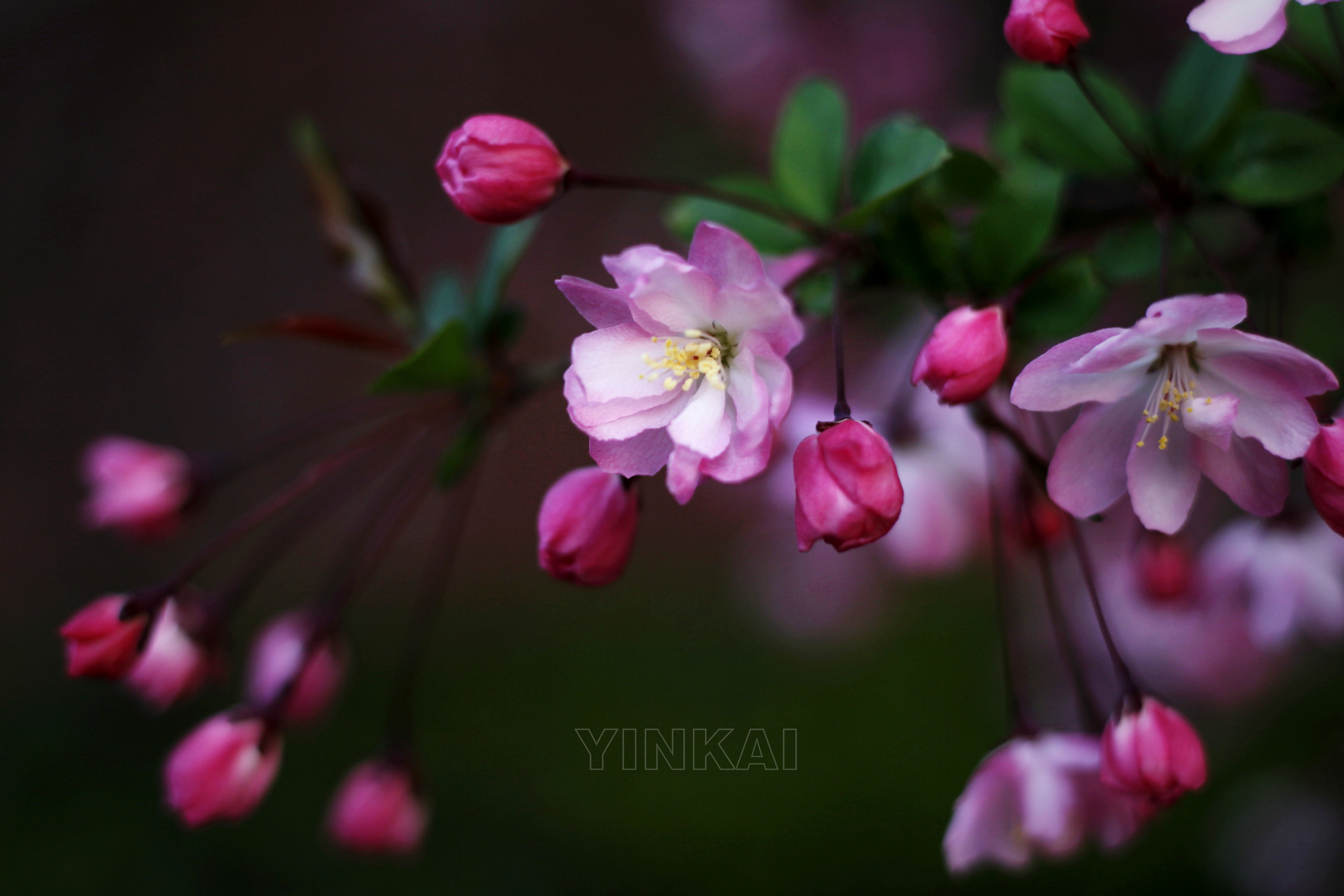 海棠花开