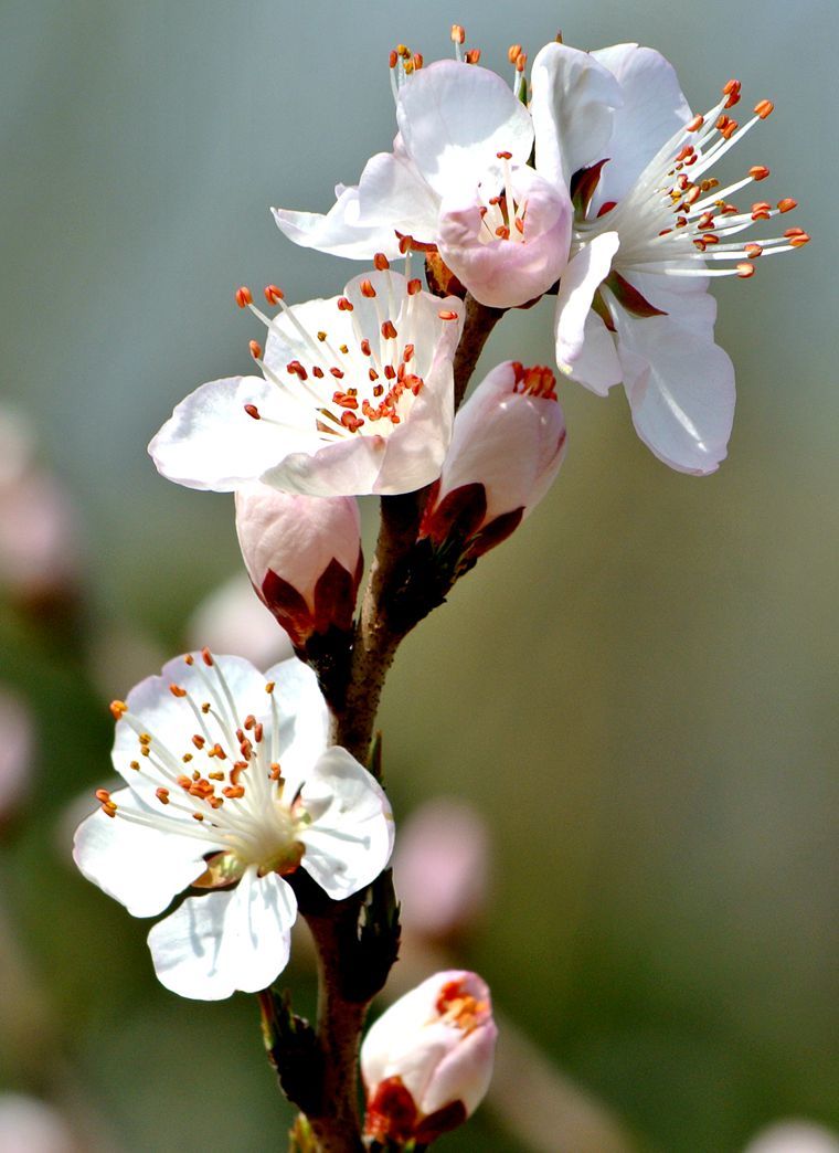 山水园山桃花