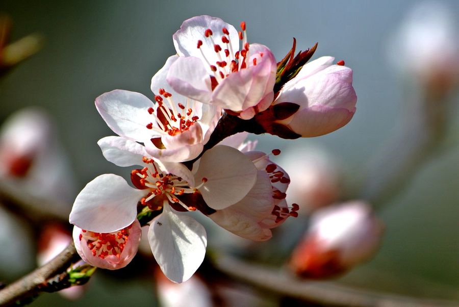 山水园山桃花