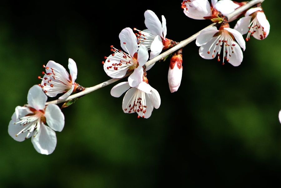 山水园山桃花