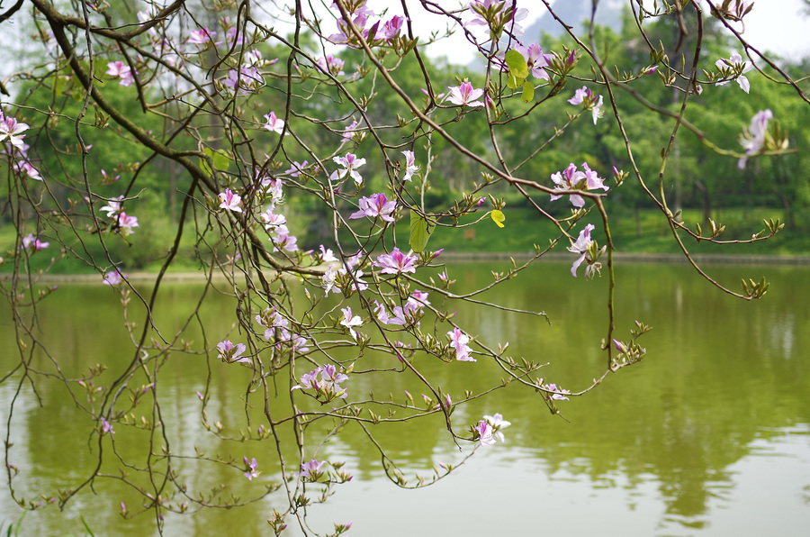 春回大地(一)