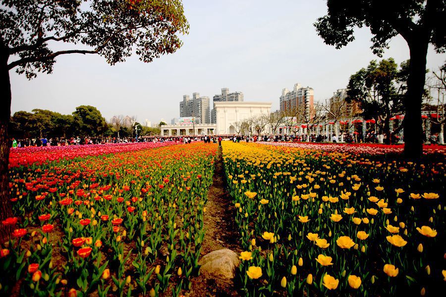 郁金香花海