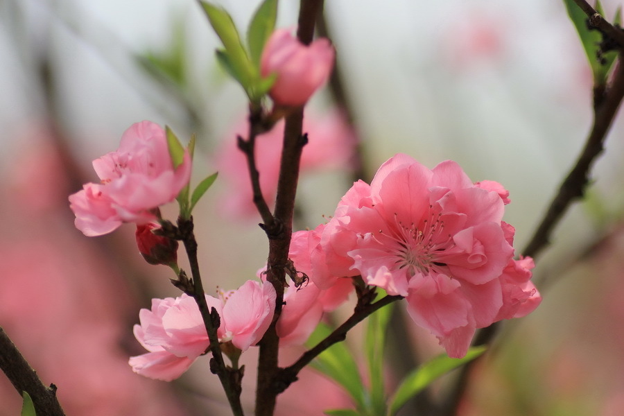 三月桃花开