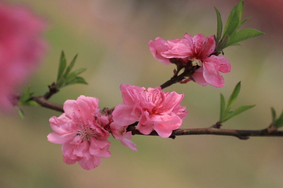 三月桃花开