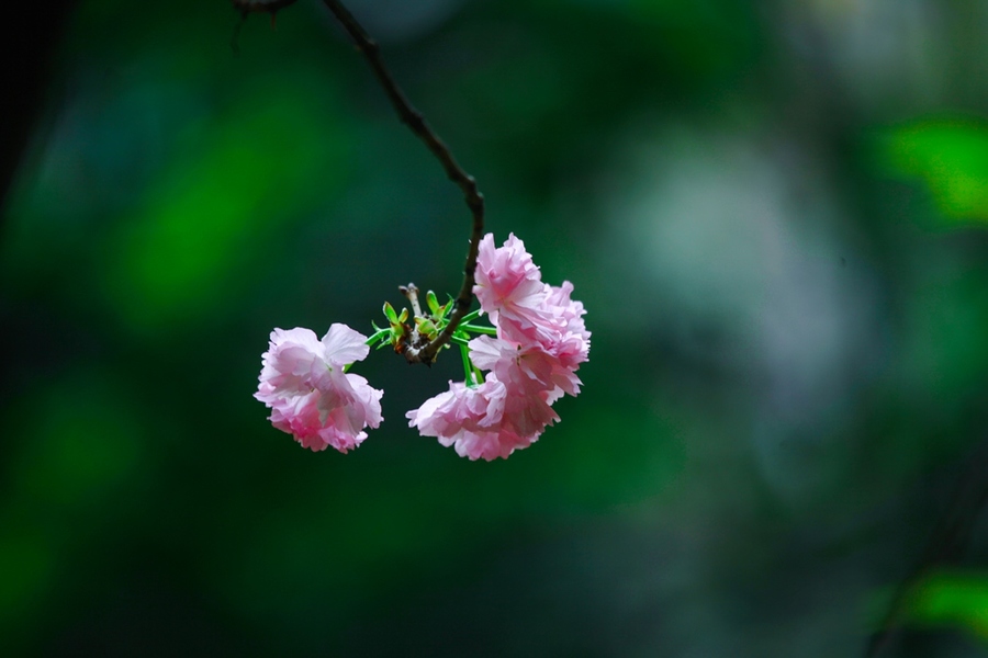 春暖花开