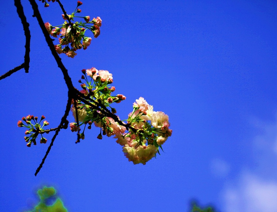 春暖花开