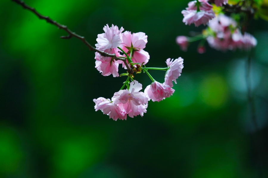 春暖花开