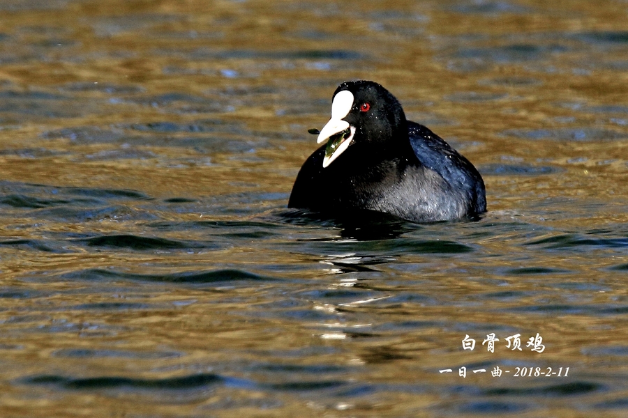 鸟京城首拍白骨顶鸡