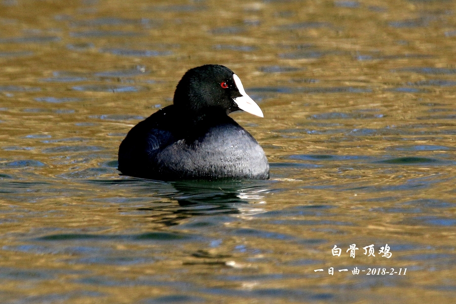 鸟京城首拍白骨顶鸡