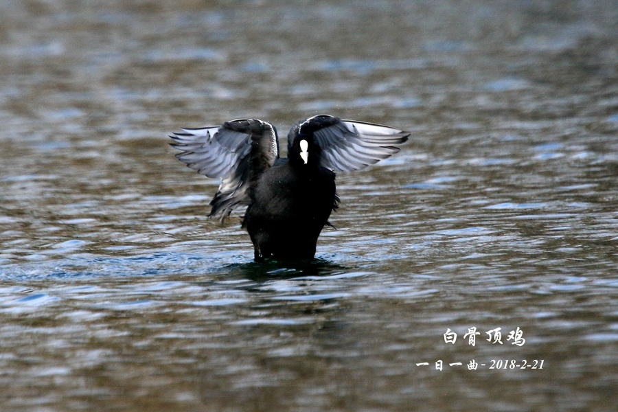 鸟—京城再拍【白骨顶鸡(振(共p)