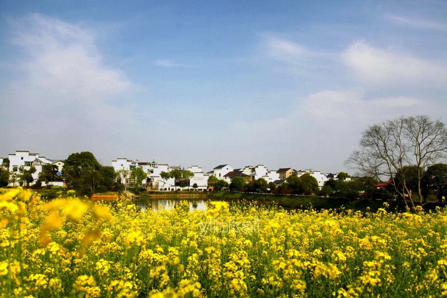 高淳慢城油菜花