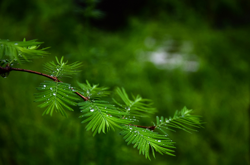 清明纷纷雨不虚, 松柏青青翠愈深.