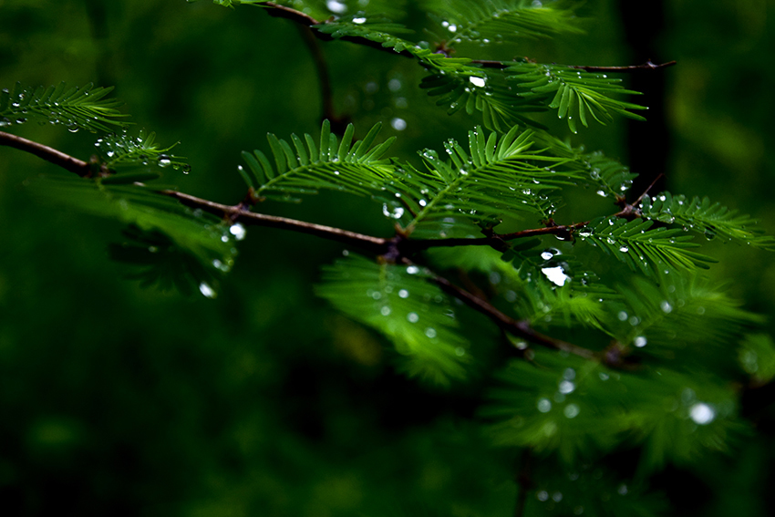 清明纷纷雨不虚, 松柏青青翠愈深.