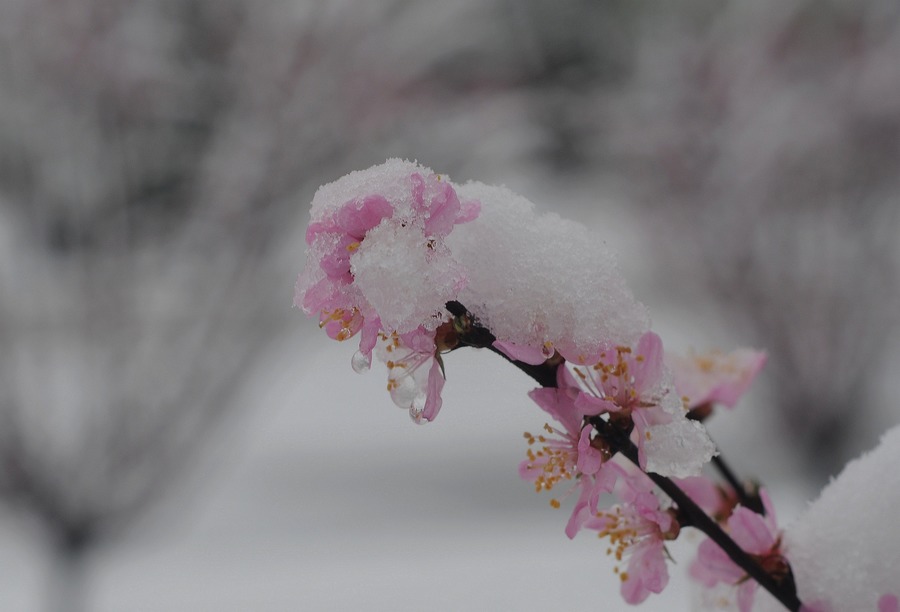 凌霜傲雪