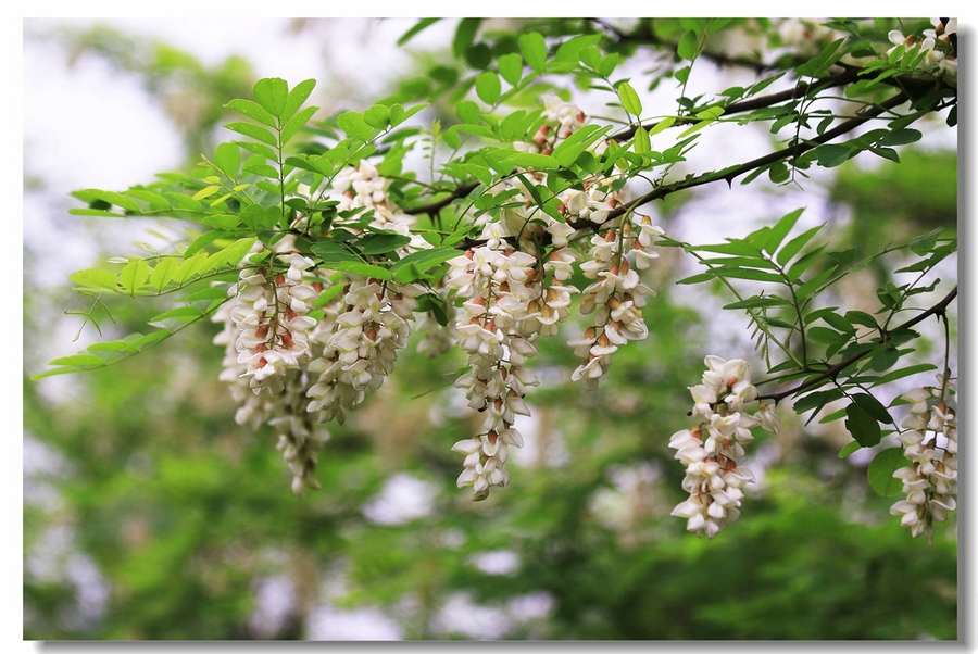 槐花 (又名:洋槐, 刺槐)