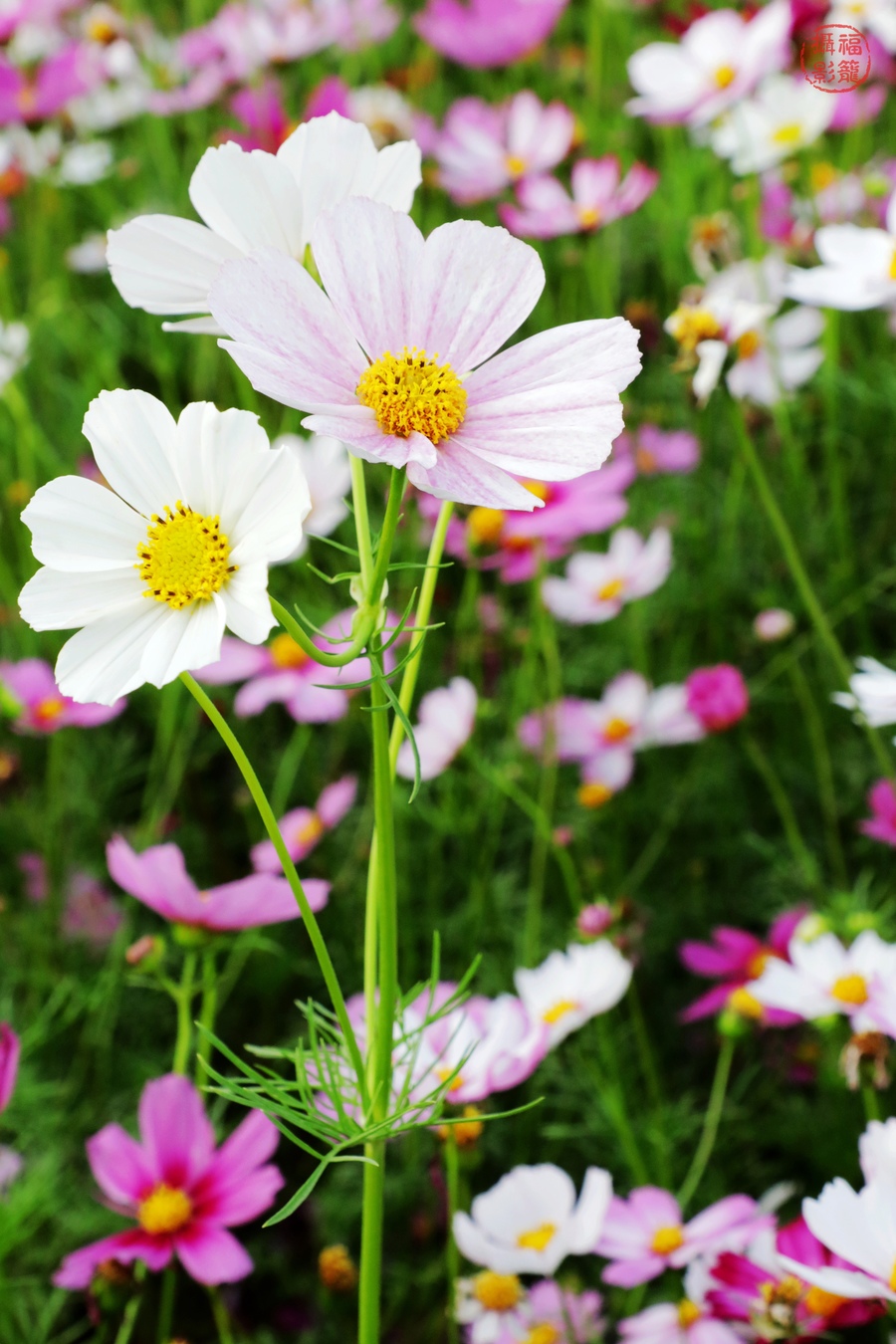 一路格桑花