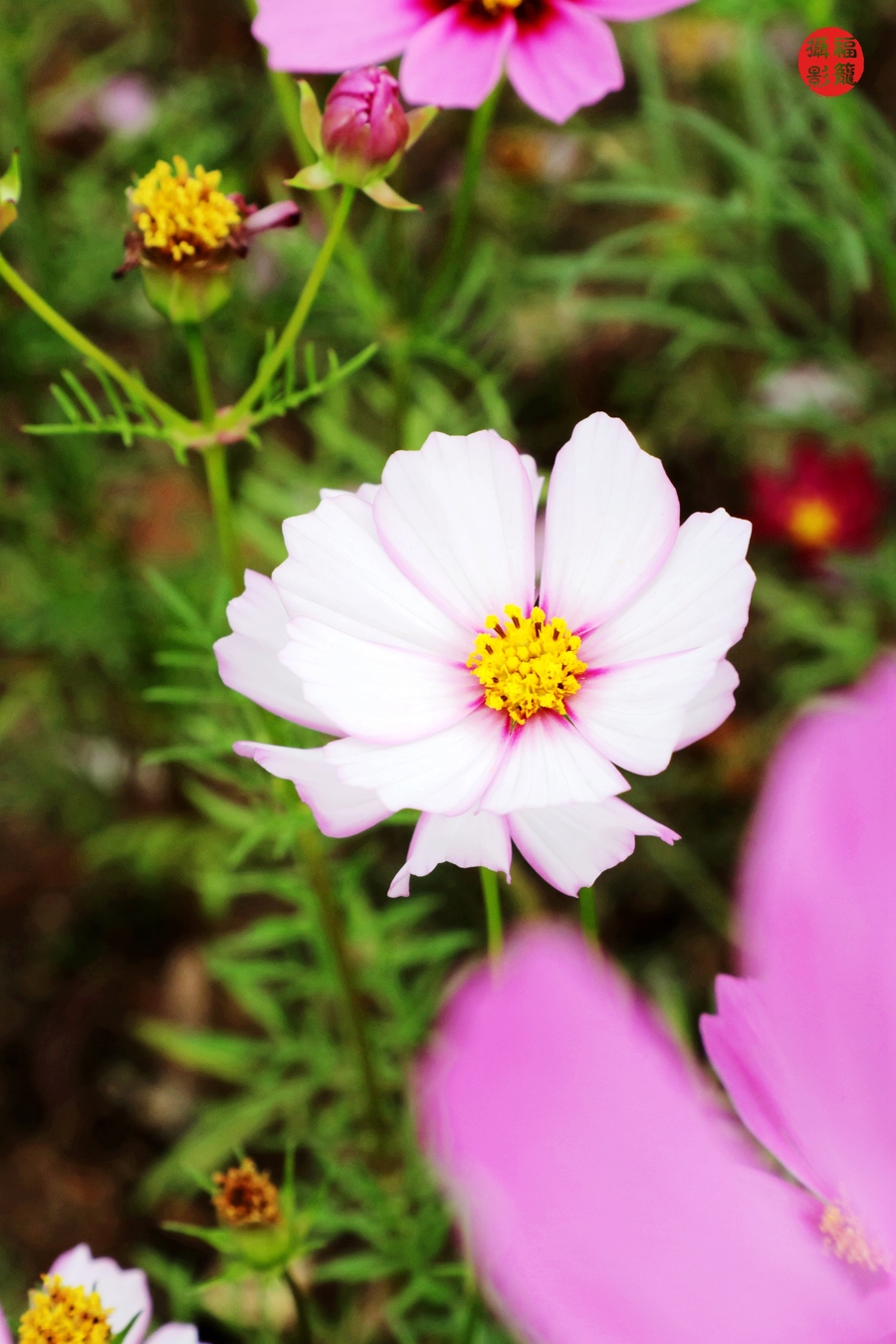 一路格桑花