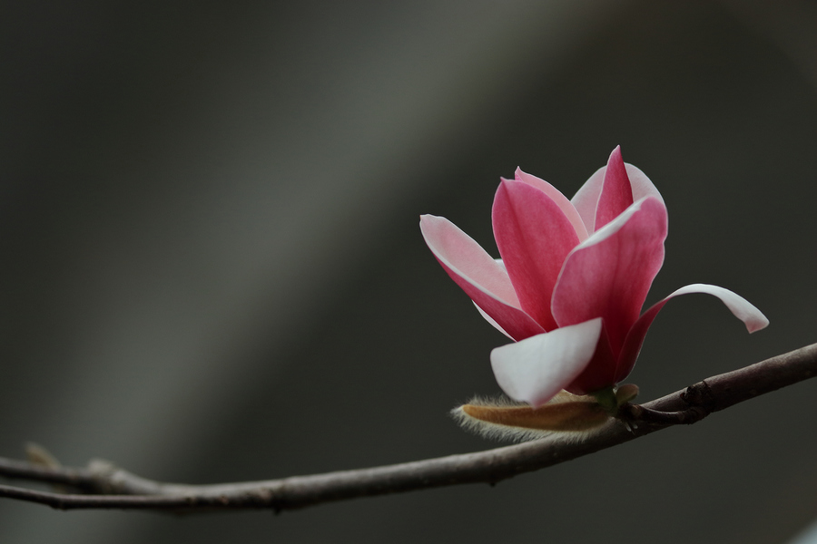 春天的故事 玉兰花 (共p)