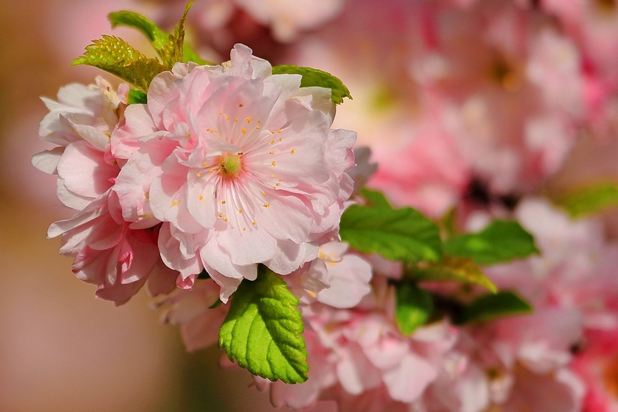 春暖花自开