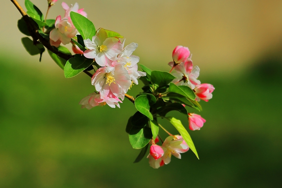 春暖花自开