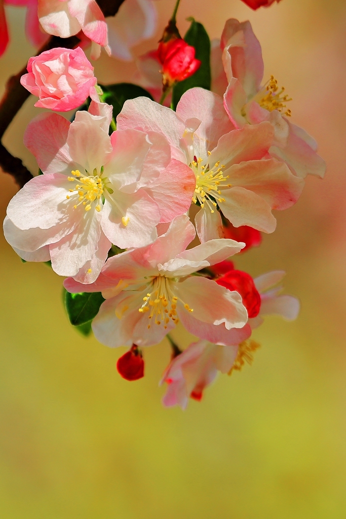 春暖花自开