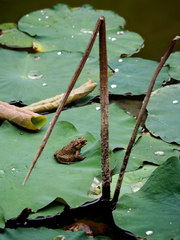 池塘春色-金蟾戏水